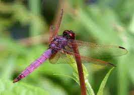 Attēlu rezultāti vaicājumam “Capsodes gothicus imago”