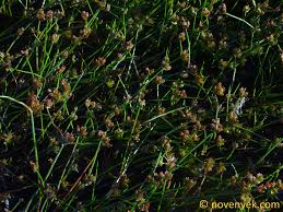 Attēlu rezultāti vaicājumam “Juncus bulbosus”
