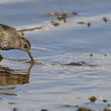 Attēlu rezultāti vaicājumam “Calidris maritima adult”