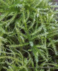 Attēlu rezultāti vaicājumam “Eurhynchiastrum pulchellum”