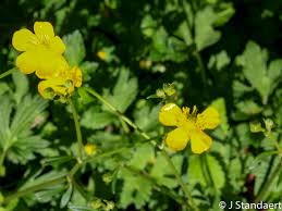 Attēlu rezultāti vaicājumam “Ranunculus cassubicus”