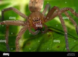 Attēlu rezultāti vaicājumam “Pisauridae”