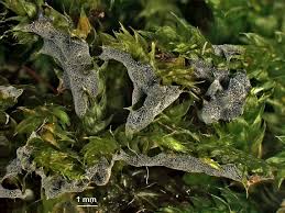 Attēlu rezultāti vaicājumam “Didymium serpula”