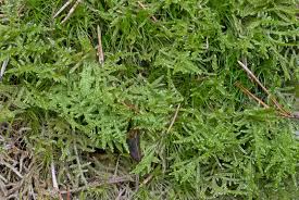 Attēlu rezultāti vaicājumam “Hypnum jutlandicum”