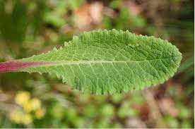 Attēlu rezultāti vaicājumam “Primula veris leaf”