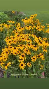 Attēlu rezultāti vaicājumam “Rudbeckia hirta var. hirta”
