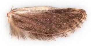 Attēlu rezultāti vaicājumam “Morophaga choragella”