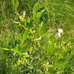 Attēlu rezultāti vaicājumam “Salix pentandra flower”