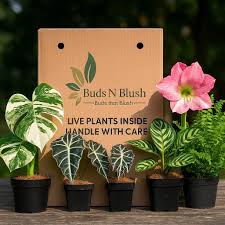 Attēlu rezultāti vaicājumam “Sedum pallidum bud”