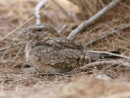 Image result for Caprimulgus aegyptius