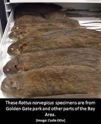 Attēlu rezultāti vaicājumam “Rattus norvegicus”