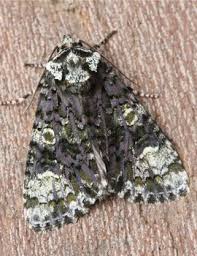 Attēlu rezultāti vaicājumam “Craniophora ligustri imago”