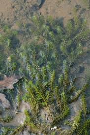 Attēlu rezultāti vaicājumam “Hydrilla verticillata”