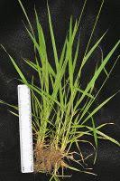 Attēlu rezultāti vaicājumam “Anthoxanthum odoratum fruit”