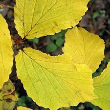 Attēlu rezultāti vaicājumam “Hamamelis mollis”