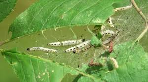 Attēlu rezultāti vaicājumam “Yponomeuta evonymella larva”