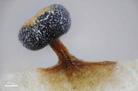 Attēlu rezultāti vaicājumam “Physarum viride stalked”