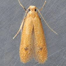 Attēlu rezultāti vaicājumam “Tischeriidae”