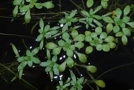 Attēlu rezultāti vaicājumam “Callitriche verna flower”