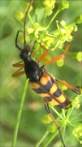 Attēlu rezultāti vaicājumam “Strangalia attenuata”