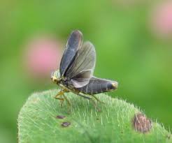 Attēlu rezultāti vaicājumam “Cicadella viridis female”