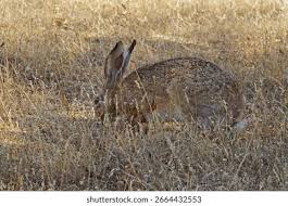 Attēlu rezultāti vaicājumam “Leporida”