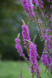 Image result for Blutweiderich