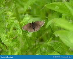 Attēlu rezultāti vaicājumam “Aphantopus hyperantus upperside”