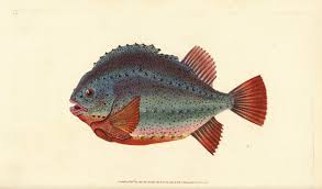 Image result for Cyclopterus lumpus