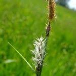 Attēlu rezultāti vaicājumam “Carex lasiocarpa leaf”