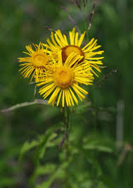 Attēlu rezultāti vaicājumam “Inula salicina flower”
