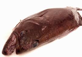 Image result for Reinhardtius hippoglossoides