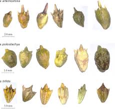 Attēlu rezultāti vaicājumam “Ambrosia artemisiifolia fruit”