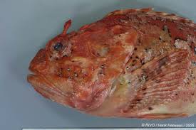 Image result for Scorpaena porcus