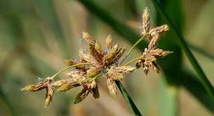 Attēlu rezultāti vaicājumam “Schoenoplectus lacustris subsp. lacustris”