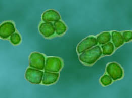 Attēlu rezultāti vaicājumam “Pleurococcus vulgaris”