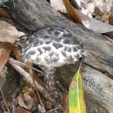 Attēlu rezultāti vaicājumam “Strobilomyces strobilaceus”