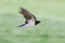 Attēlu rezultāti vaicājumam “Hirundo rustica”