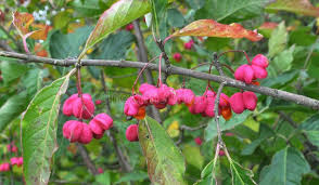 Attēlu rezultāti vaicājumam “Hordelymus europaeus fruit”