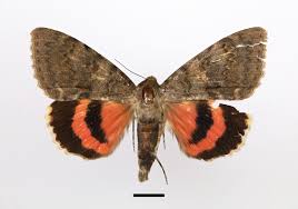 Attēlu rezultāti vaicājumam “Argyresthiidae”