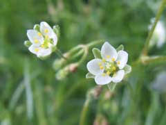 Attēlu rezultāti vaicājumam “Spergula arvensis”
