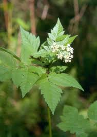 Attēlu rezultāti vaicājumam “Acalitus longisetosus”