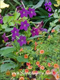 Image result for Nicotiana x sanderae `Perfume`F1