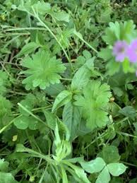 Attēlu rezultāti vaicājumam “Geranium molle leaf”