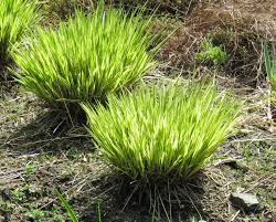 Attēlu rezultāti vaicājumam “Molinia caerulea”