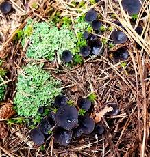 Attēlu rezultāti vaicājumam “Pseudoplectania nigrella”