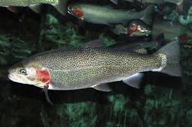 Image result for Oncorhynchus kisutch