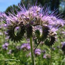 Image result for Phacelia