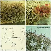 Attēlu rezultāti vaicājumam “Mycoacia fuscoatra”