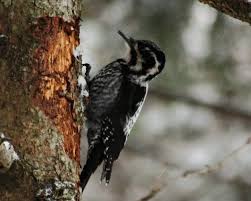Attēlu rezultāti vaicājumam “Picoides tridactylus adult”